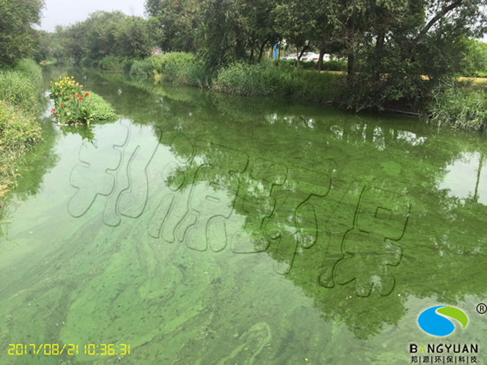 張貴莊小王莊藍藻生物治理項目藍藻大面積爆發