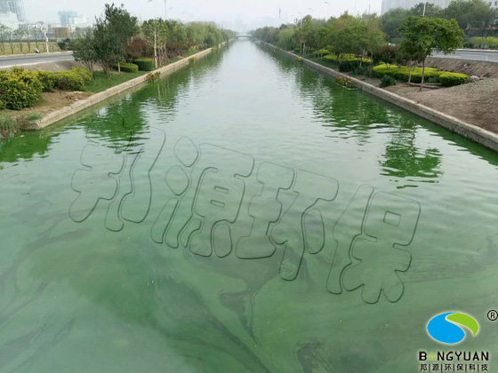 邦源环保河道生物治理技术应用在蓝藻爆发水体效果图